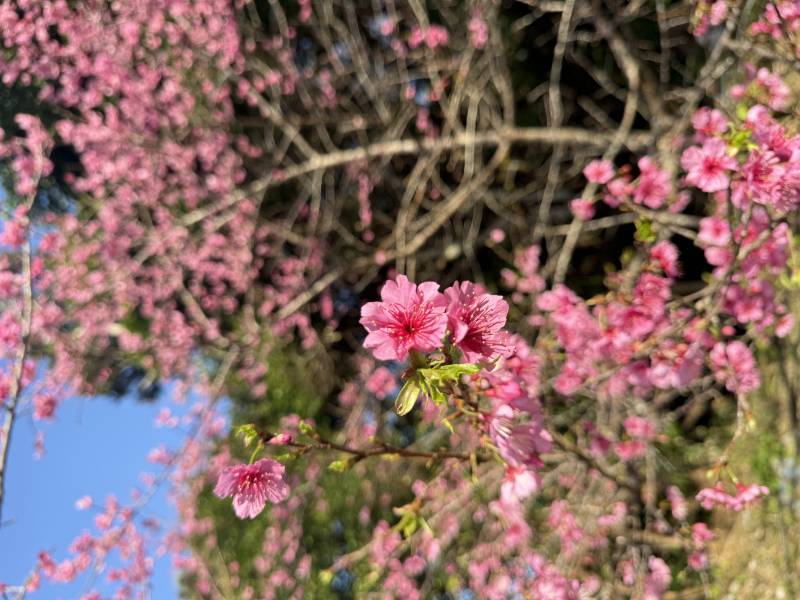 ✿ ひとあし、お咲きに ✿