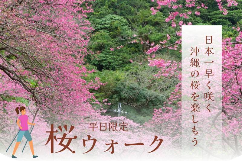 【1/20～2/7】平日限定「桜ウォーク」開催のお知らせ